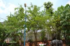 Haematoxylum campechianum
